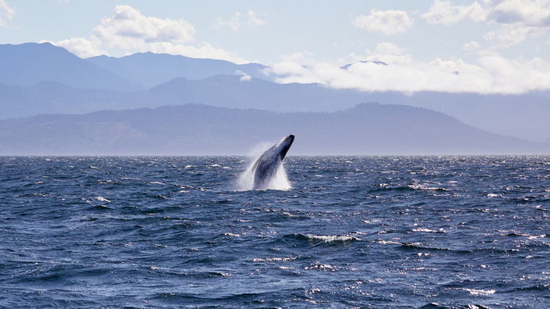 Coastal Encounters: Southern Vancouver Island Whale Watching | DFH Real Estate