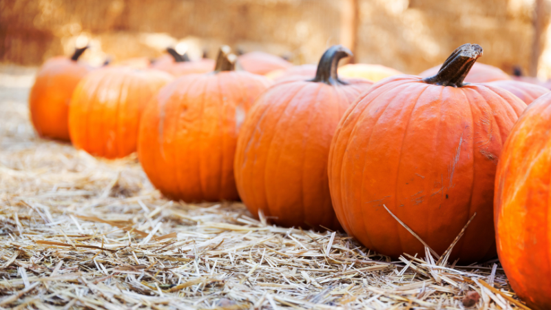 Pumpkin Patches for Fall 2025 Around Southern Vancouver Island | DFH Real Estate